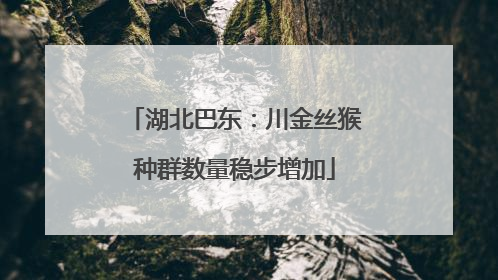 湖北巴东：川金丝猴种群数量稳步增加