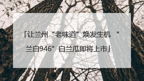 让兰州“老味道”焕发生机 “兰白946”白兰瓜即将上市