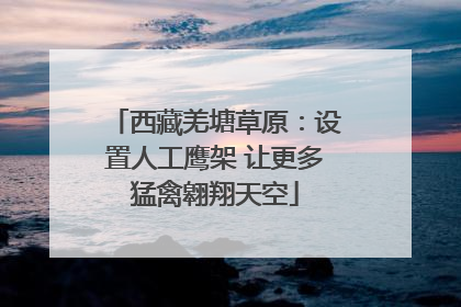 西藏羌塘草原：设置人工鹰架 让更多猛禽翱翔天空