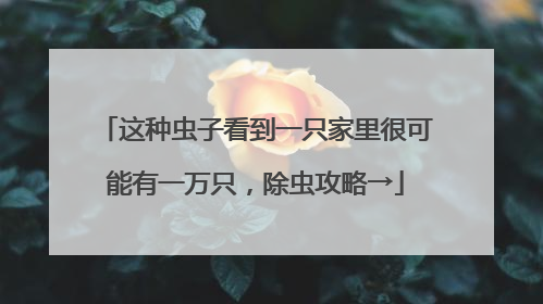 这种虫子看到一只家里很可能有一万只，除虫攻略→
