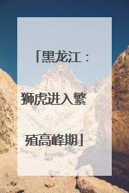 黑龙江：狮虎进入繁殖高峰期