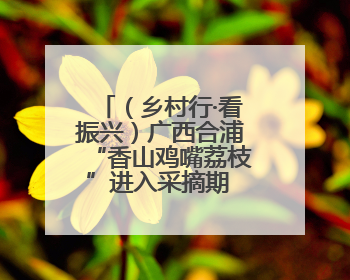 （乡村行·看振兴）广西合浦“香山鸡嘴荔枝”进入采摘期 将与西安“梦幻联动”