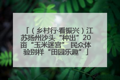 （乡村行·看振兴）江苏扬州沙头“种出”20亩“玉米迷宫” 民众体验别样“田园乐趣”