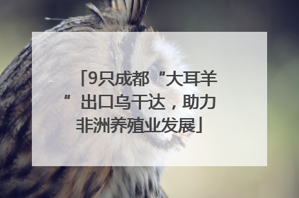 9只成都“大耳羊”出口乌干达，助力非洲养殖业发展